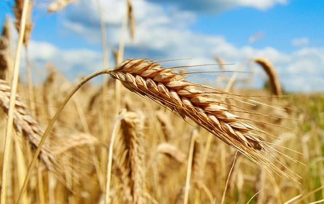 wheat-original.jpeg